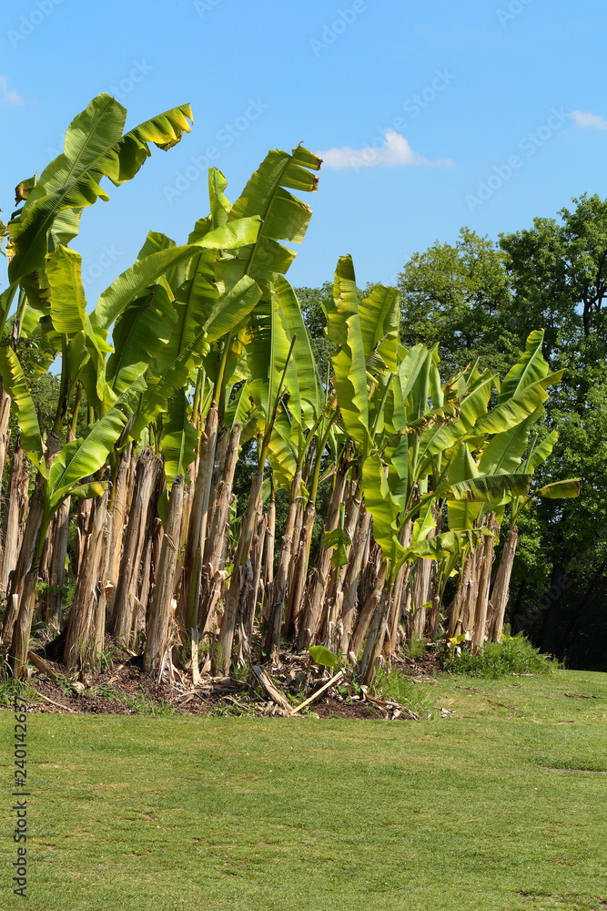 Fototapeta premium Plant with huge green leaves