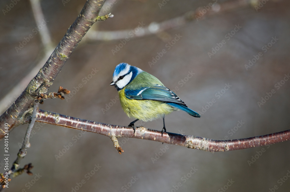Blue tit on a branch Blue tit on a branch
