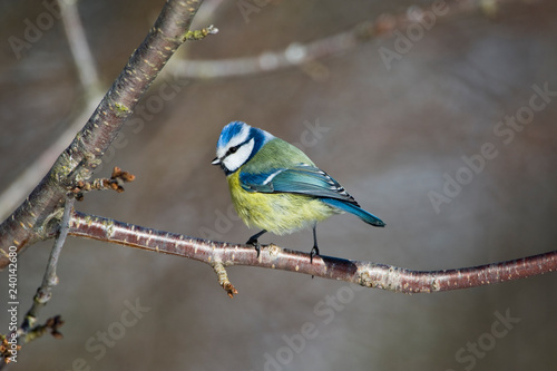 Blue tit on a branch © Anders