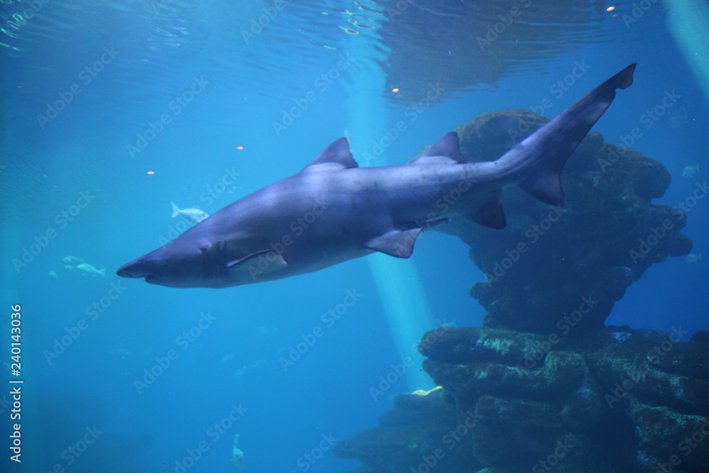 Obraz premium hai, fisch, unter wasser, meer, ozean,