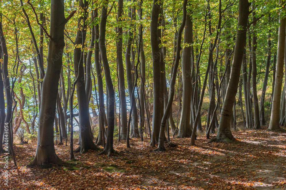 Naklejka premium junge Buchen im Wald von Fanefjord Skov auf Mön