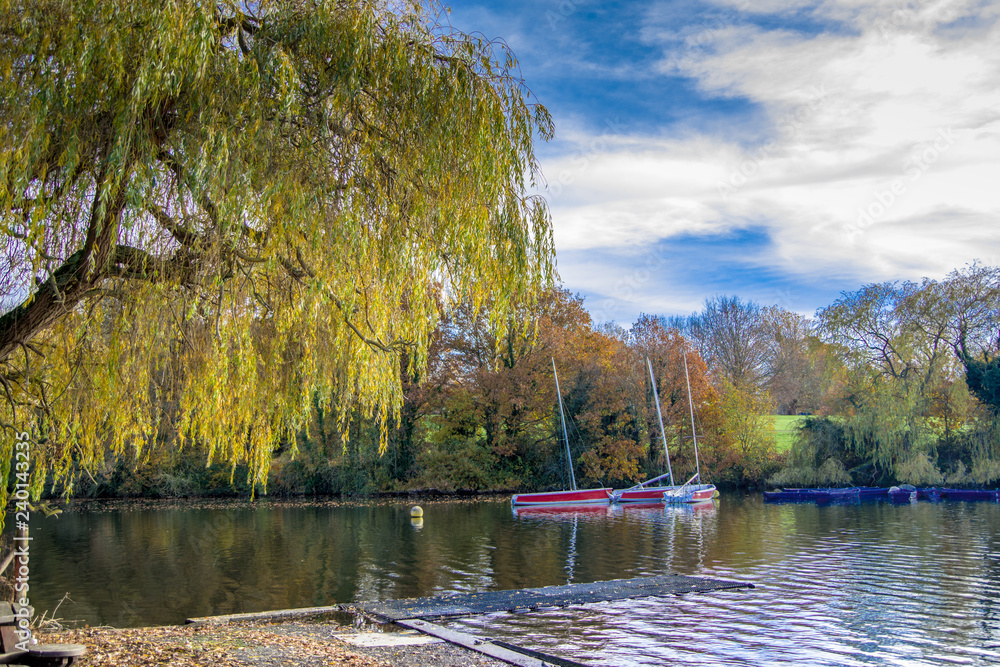 Landscape view of one tree hanging over lake and few red sailboats in the background. London, Autumn in England.