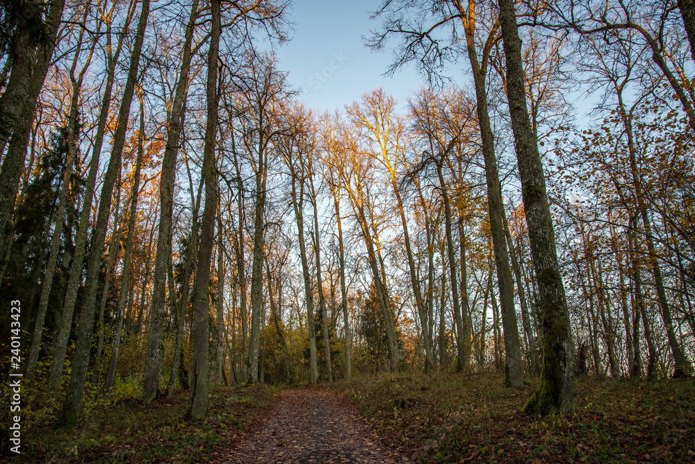 Obraz premium autumn forest landscape with colored trees and misty weather