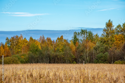 autumn forest landscape with colored trees and misty weather