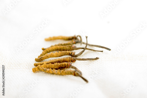 Cordyceps Chinese, mushroom parasite. Traditional Tibetan and Chinese medicine, Yarsagumba photo