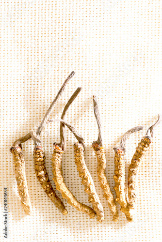 Cordyceps Chinese, mushroom parasite. Traditional Tibetan and Chinese medicine, Yarsagumba photo