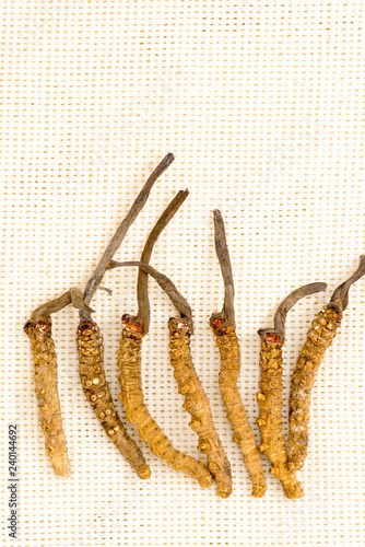 Cordyceps Chinese, mushroom parasite. Traditional Tibetan and Chinese medicine, Yarsagumba photo