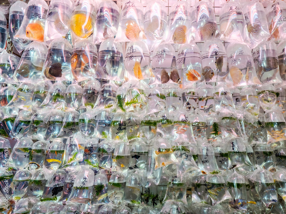 Bags of fishes Bags of fishes