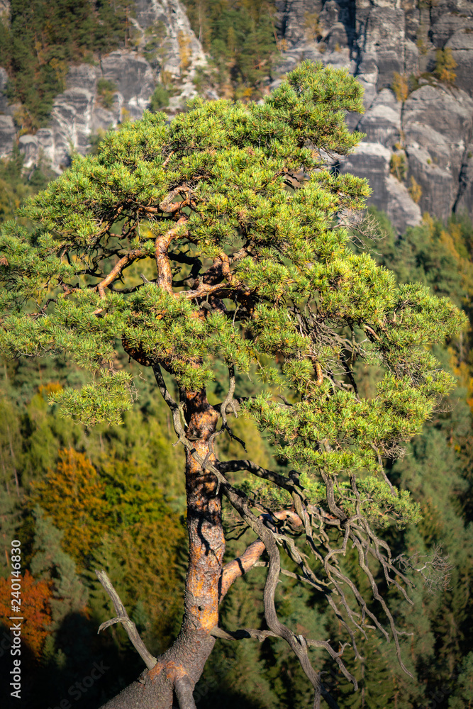 Solitary tree in the Saxon Switzerland National Park, Germany, (German: Nationalpark Sächsische Schweiz) in the Bastei Mountain Range.