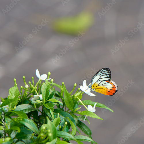 Tropical butterfly on the tropical flowers.