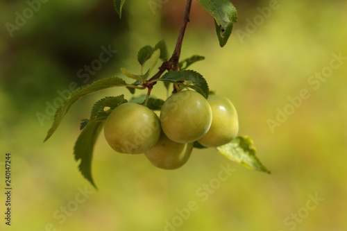 The fruits of the wild plum