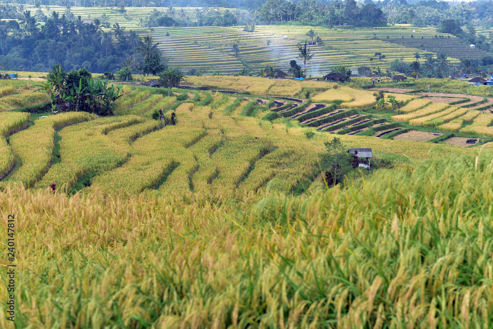Terraced rice paddies at Jatiluwih, central Bali Island, Indonesia