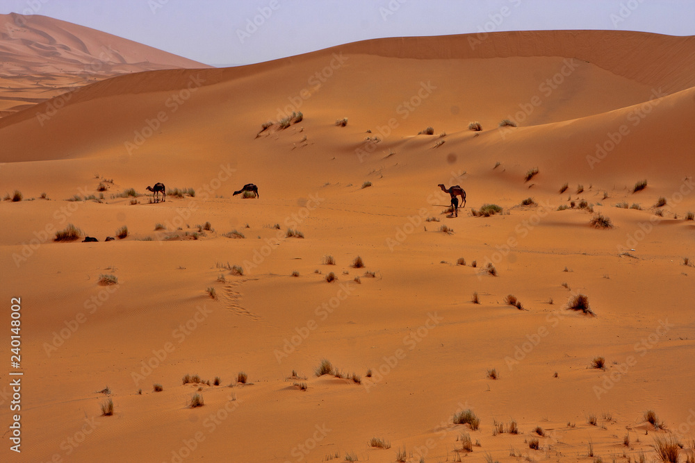 The beauty of the Saharan dunes around Merzouga, Morocco The beauty of the Saharan dunes around Merzouga, Morocco