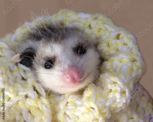 Tiny possum baby wrapped in a blanket