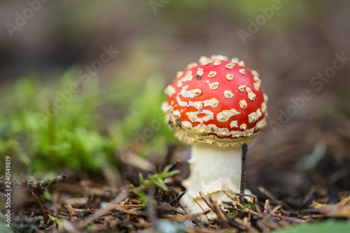 Fly agaric in the forest