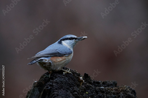 Eurasian nuthatch (Sitta europaea)