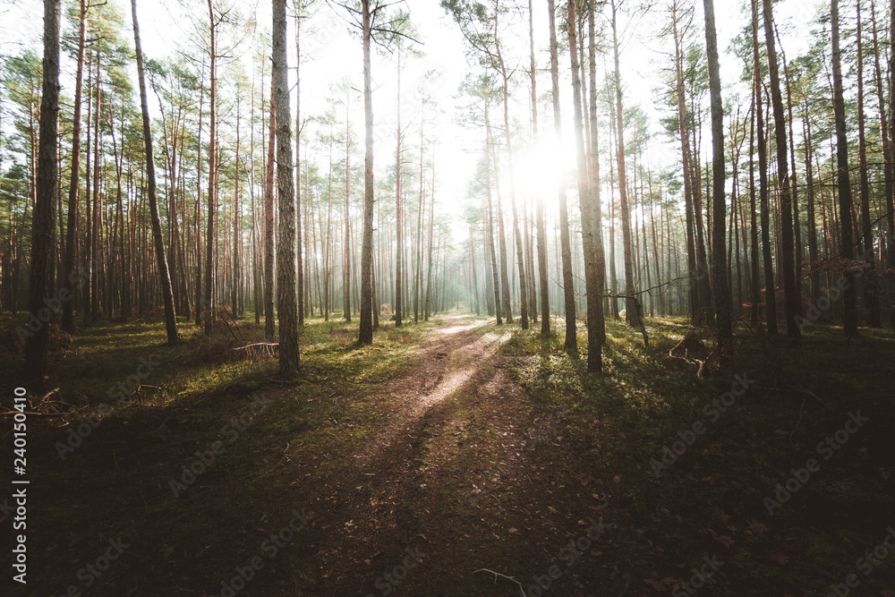 Naklejka premium Wschód słońca w lesie