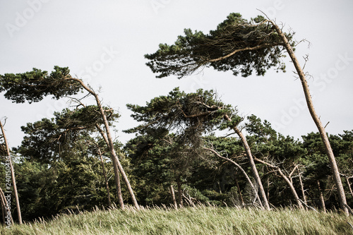 Sloping pine trees formed by the wind at Darss (baltic sea coast)