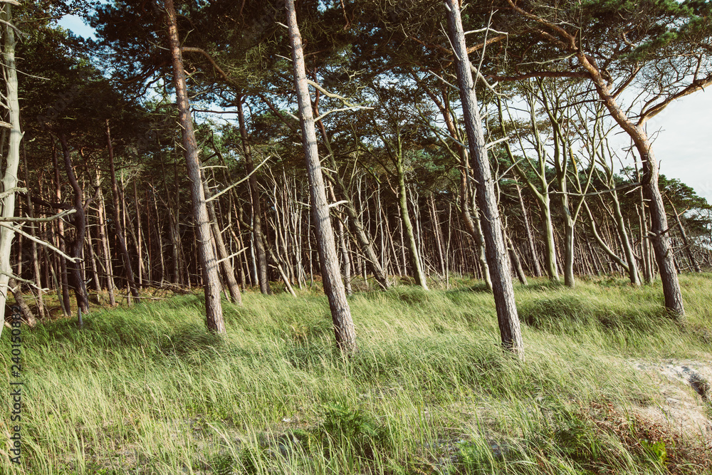 Trees on shore of the Baltic Sea Trees on shore of the Baltic Sea