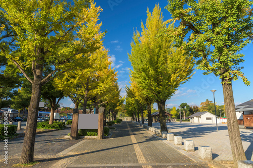 Path with yellow line between ginkgo tree row lead to the Himeji Castle, Japan. 