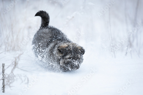 Cute puppy in the snow