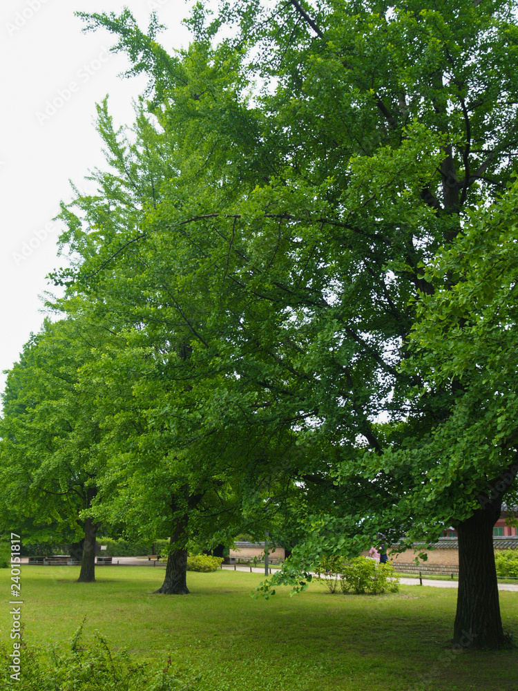 Obraz premium The Ginkgo biloba tree, with beautiful green leaves, is located on the grassy ground near the water source in the countryside.