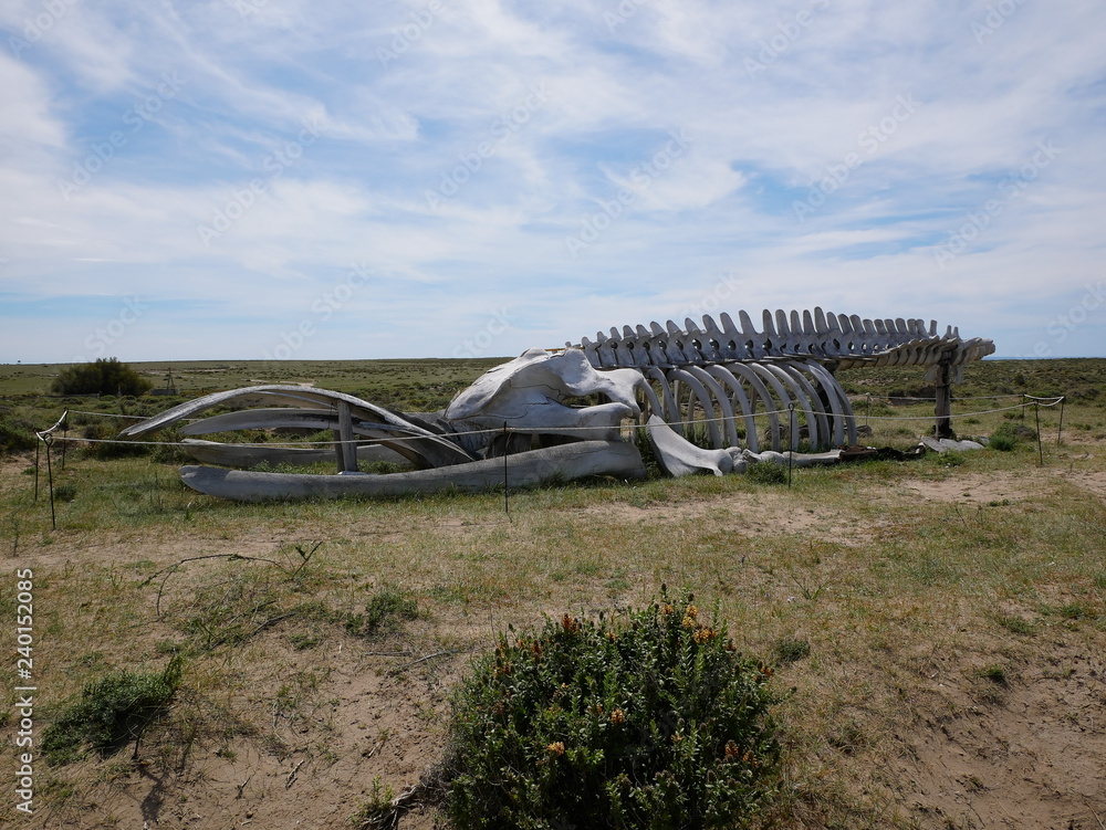 The skeleton of a southern right whale