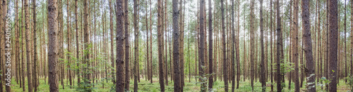 Panorama of a forest