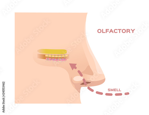 olfactory bulb (organ of smell) / nerve cells in nose / vector
