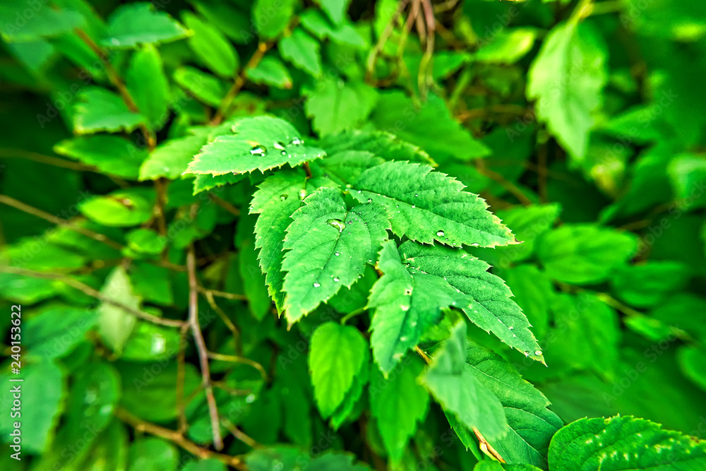 Wet leaves Wet leaves