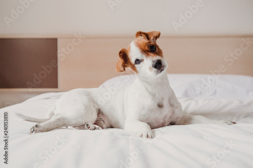 cute small dog lying on bed. Pets indoors. Relax