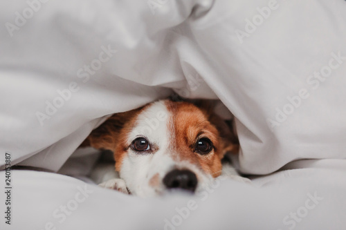 cute tender white and brown jack russell sleeping on a bed under a white cover. Winter and relax concept