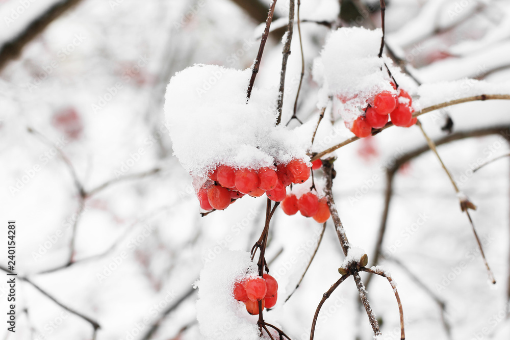 Viburnum In The Snow. Beautiful winter
