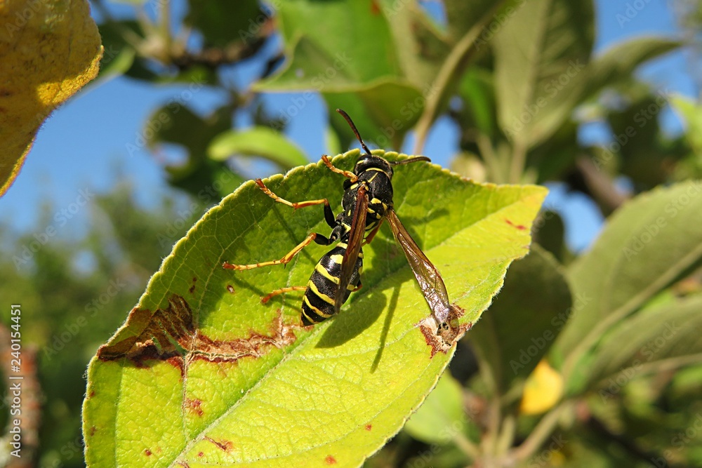 Fototapeta premium Wasp on apple tree leaf in the garden on blue sky background