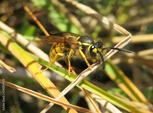 Beautiful european wasp on a grass in autumn garden, closeup © natalya2015