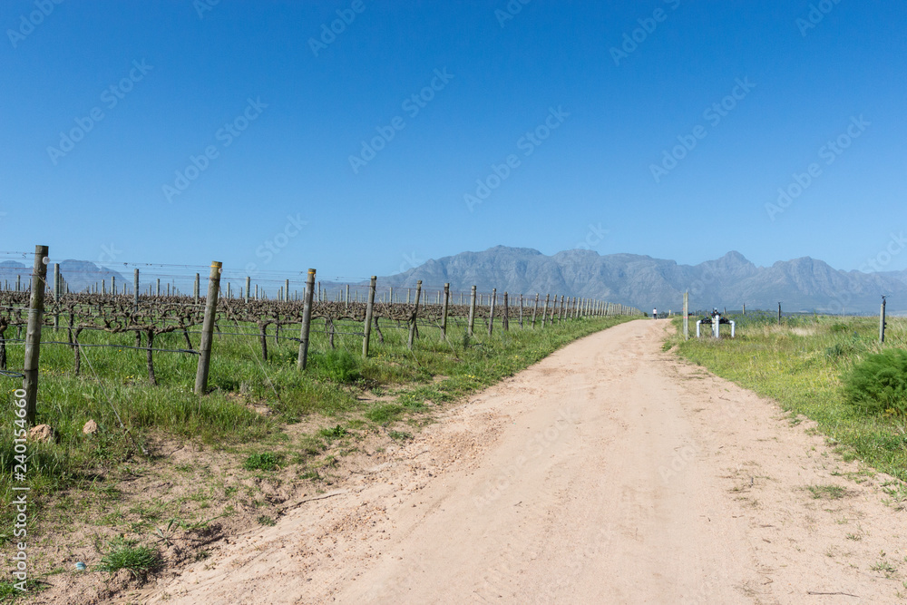 Spier Vineyards