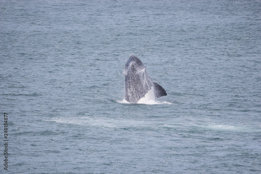 Fototapeta premium southern right whale (Eubalaena australis)