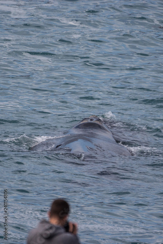 southern right whale (Eubalaena australis)