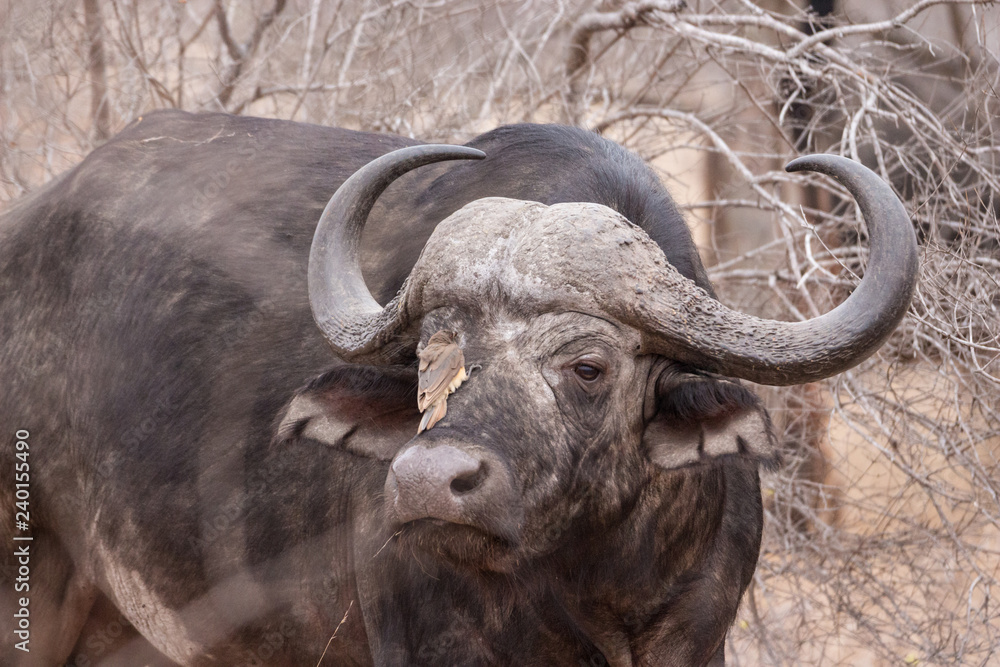 Cape buffalo (Syncerus caffer) and red-billed oxpecker (Buphagus erythrorhynchus) Cape buffalo (Syncerus caffer) and red-billed oxpecker (Buphagus erythrorhynchus)
