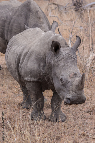 White rhinoceros (Ceratotherium simum)