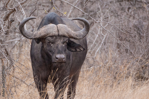 Cape buffalo  Syncerus caffer 