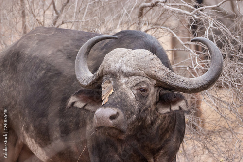 Cape buffalo (Syncerus caffer) and red-billed oxpecker (Buphagus erythrorhynchus)