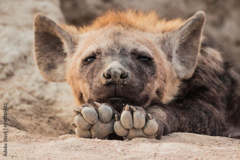 Fototapeta premium Hyena