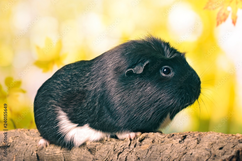 Cute guinea pig sitting on a tree trunk. Side view with bokeh background. 