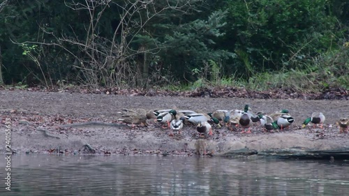 beautiful color duck in nature swiming, eatong, cleaning their body happy in the wilderness