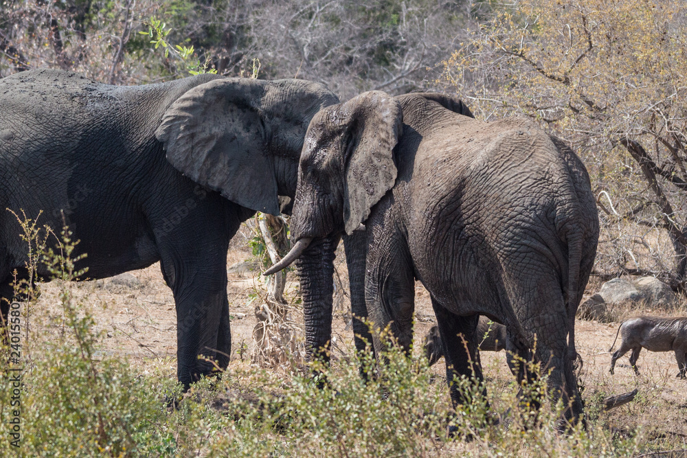 African Elephant (loxodonta africana) African Elephant (loxodonta africana)