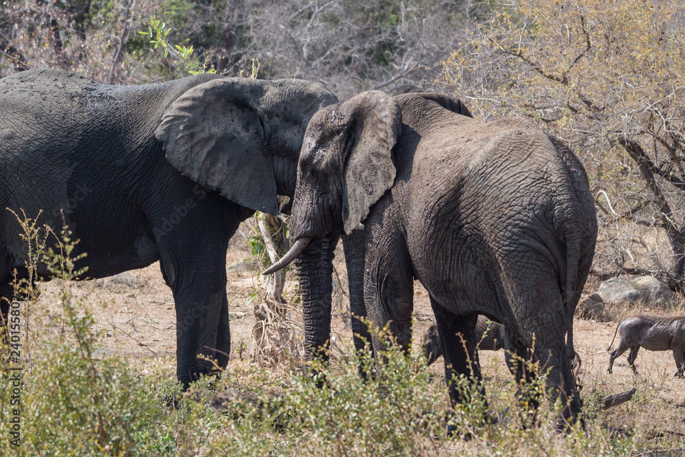 African Elephant (loxodonta africana)