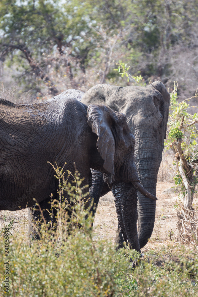 Obraz premium African Elephant (loxodonta africana)