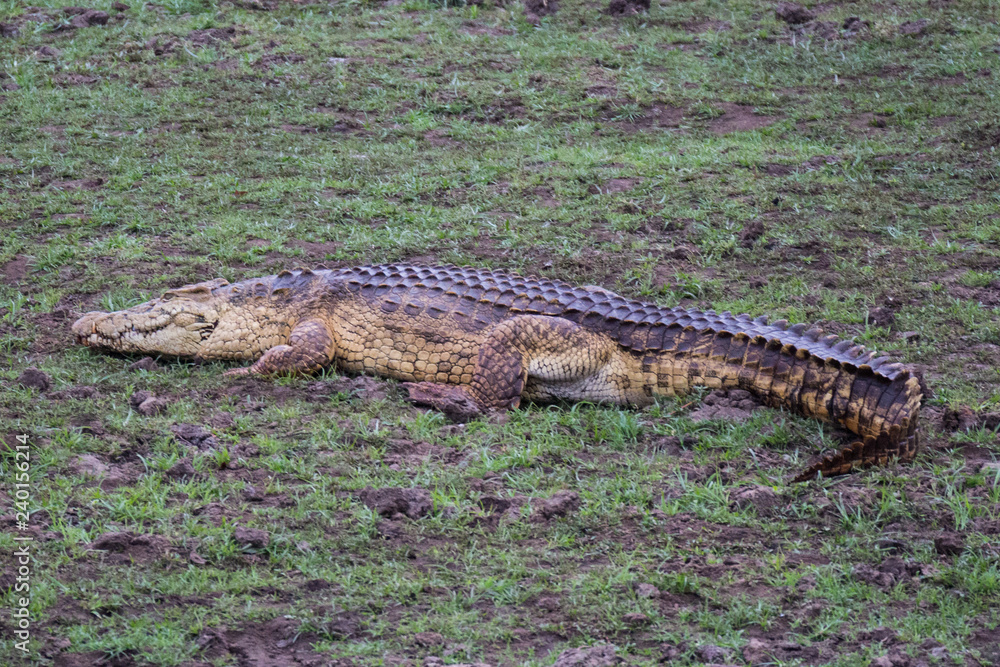 Fototapeta premium Nile crocodile (Crocodylus niloticus)