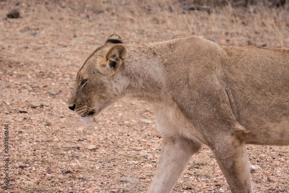 Fototapeta premium Lion (Panthera leo)